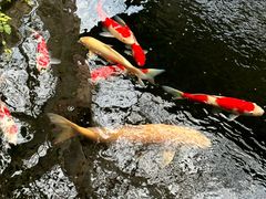 -鲤院·新中式美学·庭院餐厅(夫子庙店)