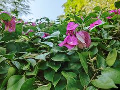 -西双版纳原始森林公园