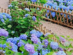 -上海共青森林公园