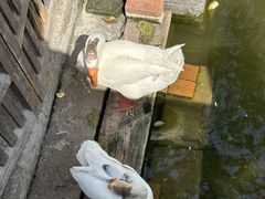 -苏州文庙(姑苏区)