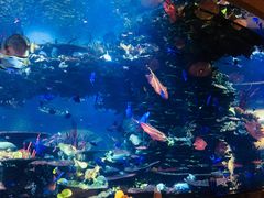 -迪拜帆船酒店海底餐厅