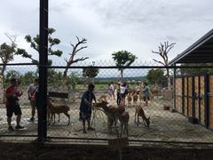 -鹿境梅花鹿生态园区