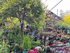 -桂林市花鸟市场