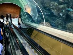 -上海海洋水族馆