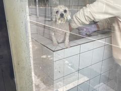 -猫狗日记·自助洗护·宠物寄养·售卖