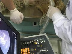 -中农大我爱我爱24h动物医院·中医针灸·猫专科·骨科医疗中心(双井店)