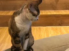 -啵啵喵·猫咖(攀华国际店)