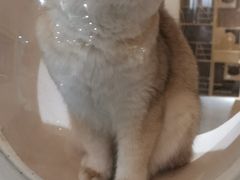 -猫域·湾主题猫咖·宠物吧(南坪城市广场店)