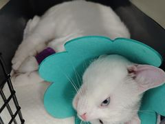 -纳吉亚猫专科动物诊疗中心(蒋宅口分院)