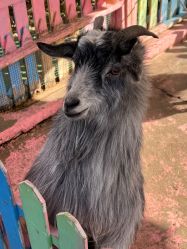 -萌宠亲子动物乐园(槐房万达店)