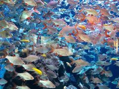 -成都浩海立方海洋公园