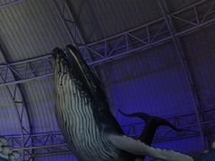 -烟台海昌鲸鲨海洋公园