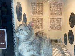 -叮叮猫咪生活馆