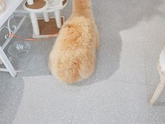 -共舞时光猫咖·狗咖(新街口店)
