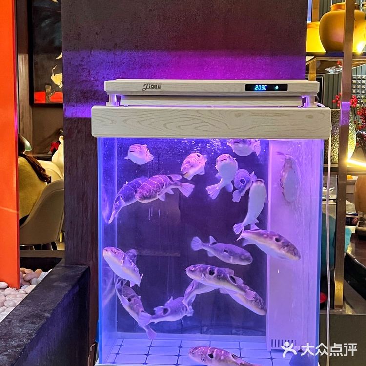 帝都人气榜单必须有肆月河豚的一席之位