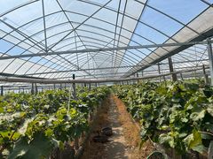 -马陆小张葡萄园农家乐