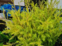 -双季花艺园艺市场(浦东店)