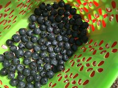 -金谷域澳洲庄园