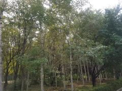 -长春市南湖公园