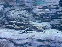 -重庆欢乐海底世界