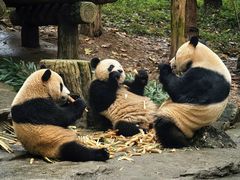 -都江堰中华大熊猫苑