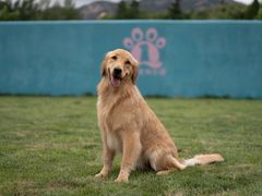 -趣玩宠物乐园寄养训犬训狗游泳池