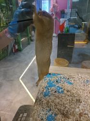 -神奇动物撸宠馆·羊驼·小浣熊·异宠(豫园店)