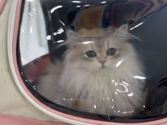 -佳雯宠物医院·皮肤科·内外科(春晓路分院)