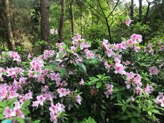 -铁山坪森林公园
