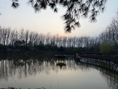 -合肥滨湖国家森林公园