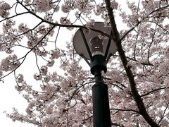 -高东镇樱花园