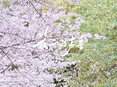 -陆家嘴中心绿地