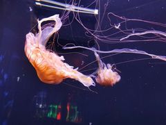 -成都浩海立方海洋公园