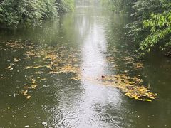 -桤木河湿地公园