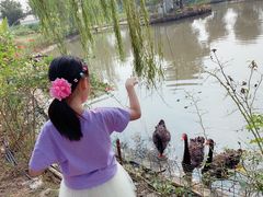 -鹅湖玫瑰文化园