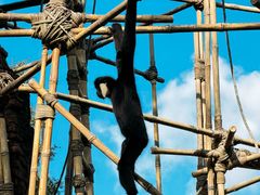 -奥兰多迪士尼动物王国乐园