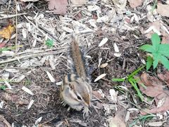 -五营红松林海景区