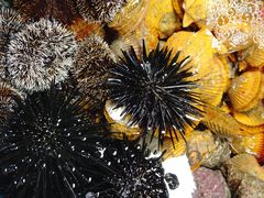 -鸿港海鲜批发市场