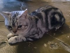-猫猫幼稚园·撸猫·桌游·电玩