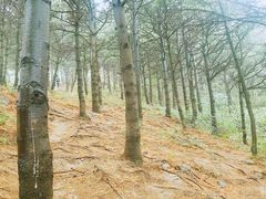 -北京鹫峰国家森林公园