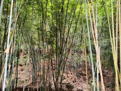 -广州白江湖森林公园