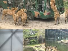 -深圳野生动物园