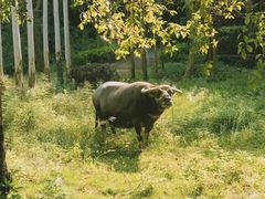 -Club Med地中海俱乐部·桂林度假村