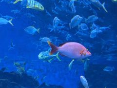 -海合安成都极地海洋公园