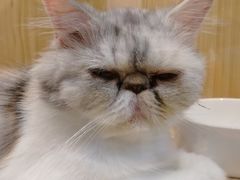 -屋虎猫馆(宝安大仟里店)