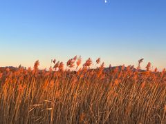 -野鸭湖国家湿地公园