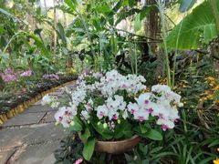 -中国科学院西双版纳热带植物园