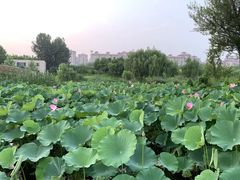 -马家湾湿地公园