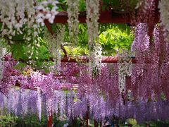 -嘉定紫藤园