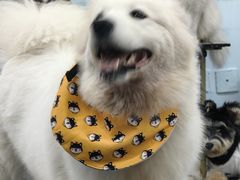 -汪说·狗咖(旺城大厦店)